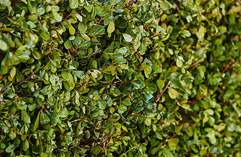 Close-up of the trimmed vertical face of a green hedge 