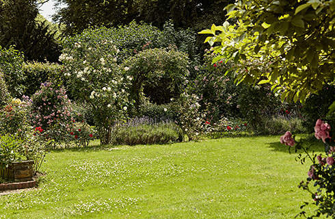 A large garden with roses, shrubs and an evenly green lawn