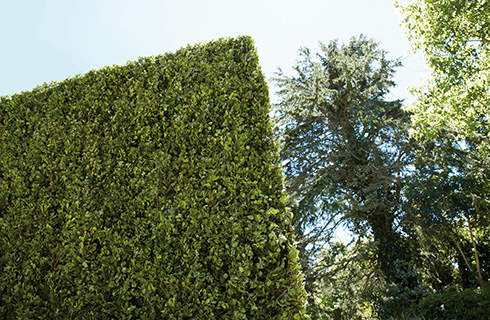 Tall, crisply trimmed square hedge next to trees in front of a blue sky