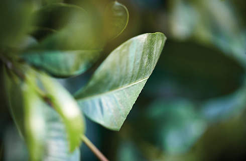 Close-up of a green leaf with edge cut by a hedge trimmer