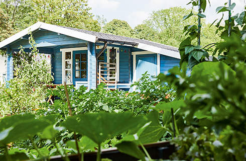 A variety of green vegetable plants in the foreground and close-up, with a blue wooden garden building in the background