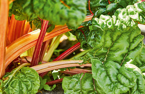 Close-up of colourful chard stems and green leaves