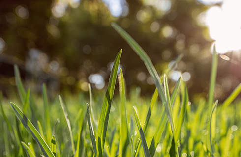 Close-up of blades of grass in sunshine