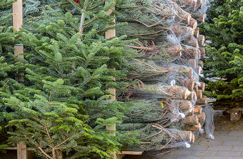 A large stack of wrapped up cut Christmas trees, with two standing on display