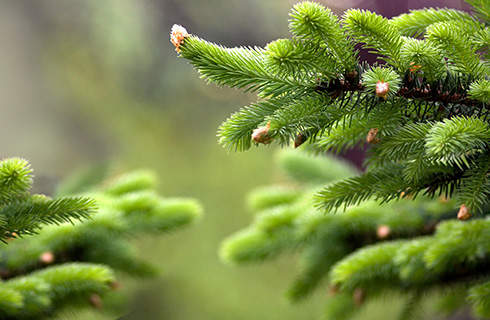 Close-up of green needles on a Christmas tree