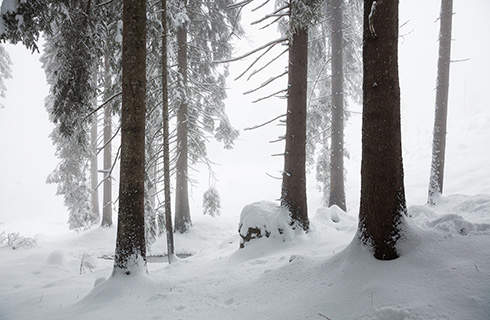 Snow-covered pine trees and ground in a forest