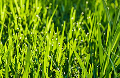 Close-up of a well-cared-for green lawn in sunshine