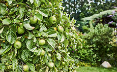 How to prune fruit trees